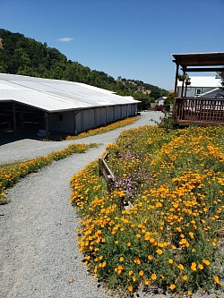 Walking from barn towards the indoor