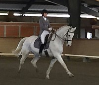 Stoney in extended trot