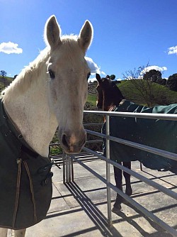 Stoney and skyler admiring the view!