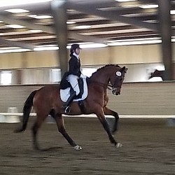 Skyler in extended canter