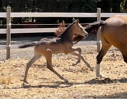 Meri foal