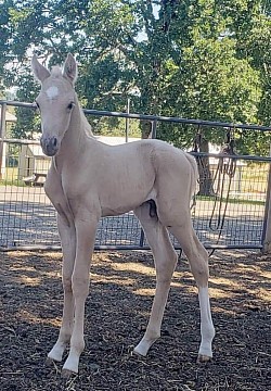 Dior foal