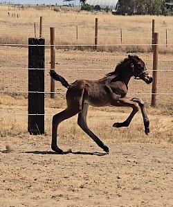 Ligand PHD, Bonnie's foal