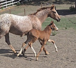 Fosforecence PHD, Meri's 2025 foal (shown with nurse mare)